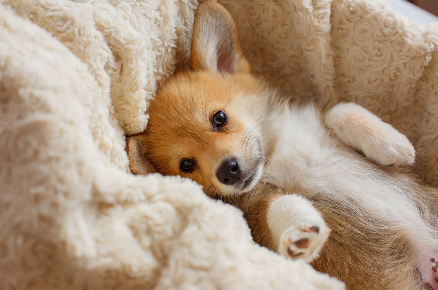 Are Hypoallergenic? No, But They're Still Adorable! Petsmartgo