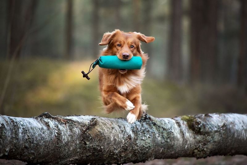 A Guide To Dog Agility Training Petsmart