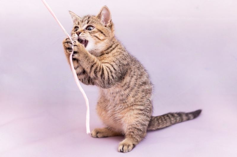 How To Keep Your Cat Entertained 15 Great Ideas Petsmartgo