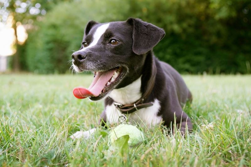 Why is My Dog Breathing So Fast? 8 Possible Reasons Petsmartgo