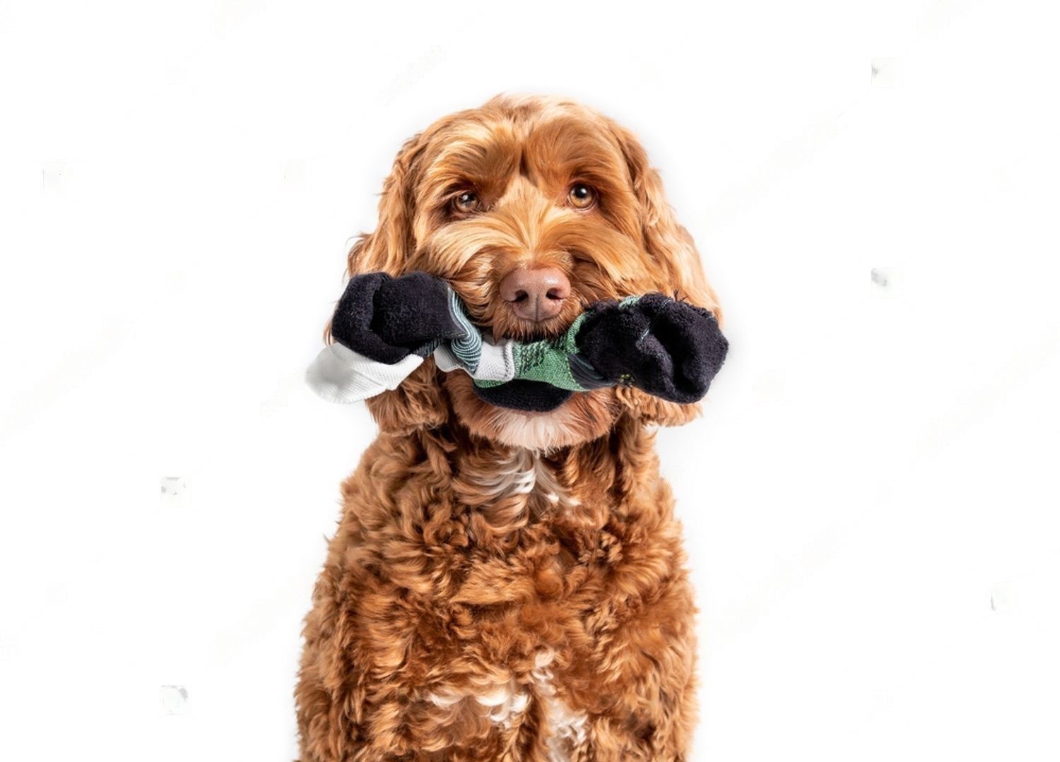 Why Do Dogs Like Socks? Everything You Need To Know in 2023 Petsmartgo