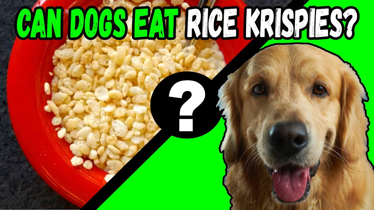 Can Dogs Eat Rice Krispies? Petsmartgo