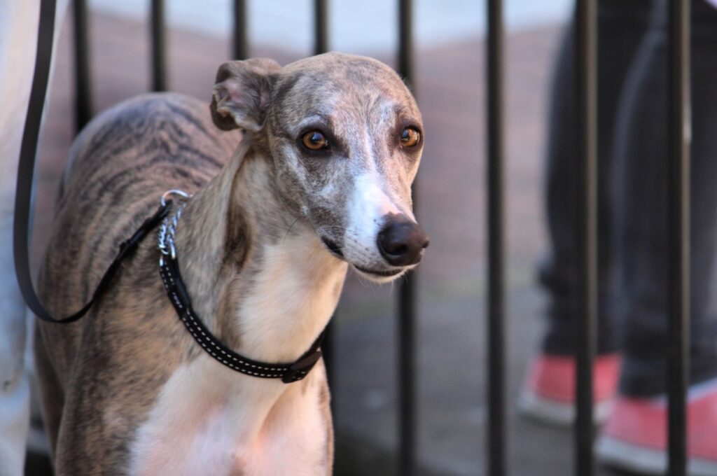 How Much Does it Cost to Euthanize a Dog at Home Petsmartgo