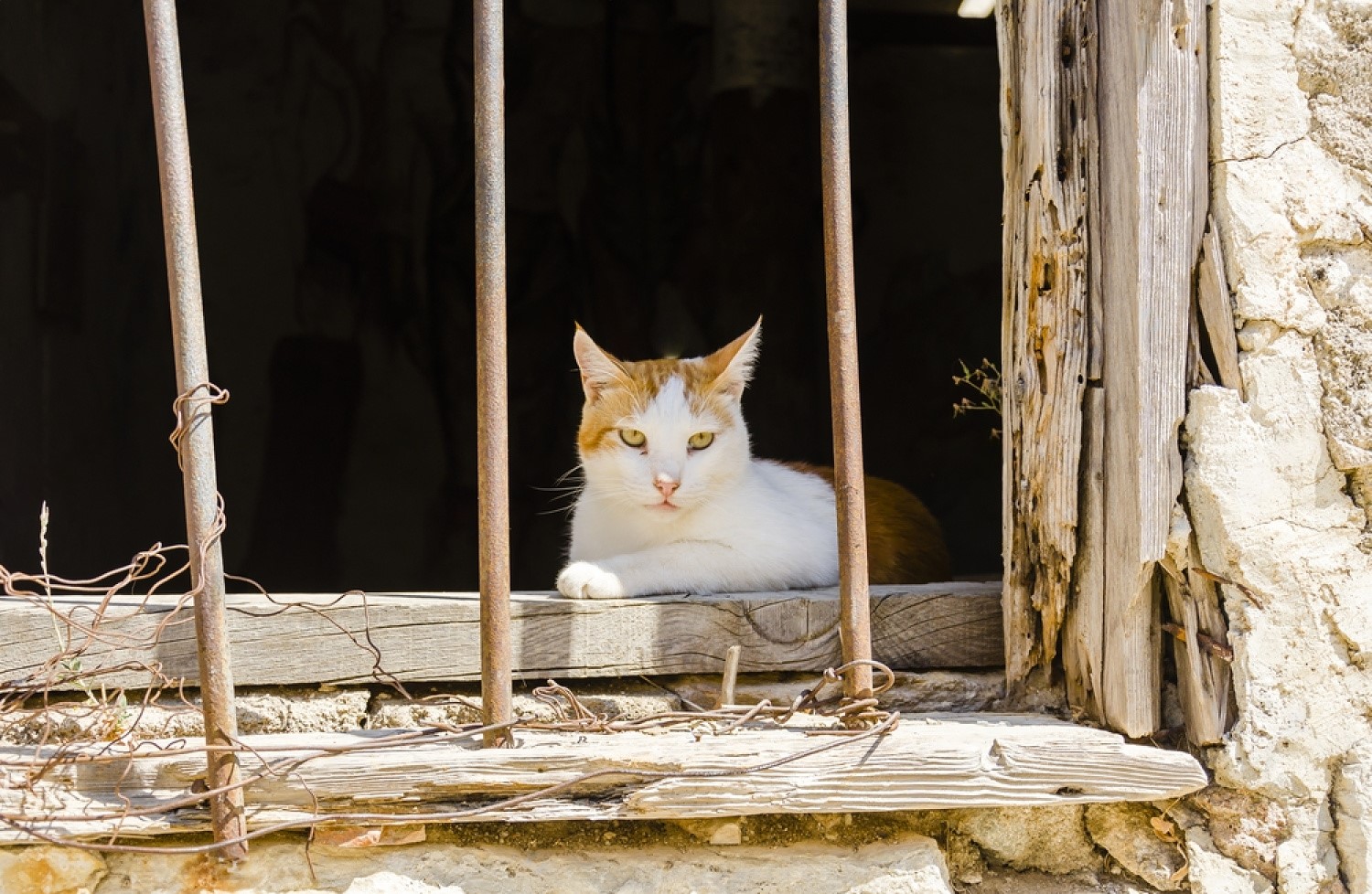 Cat Kidney Failure And When To Euthanize Kidney Disease In Cats When