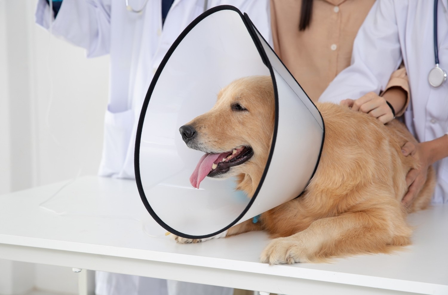 Does PetSmart Neuter Dogs? Get the Facts Here! Petsmartgo