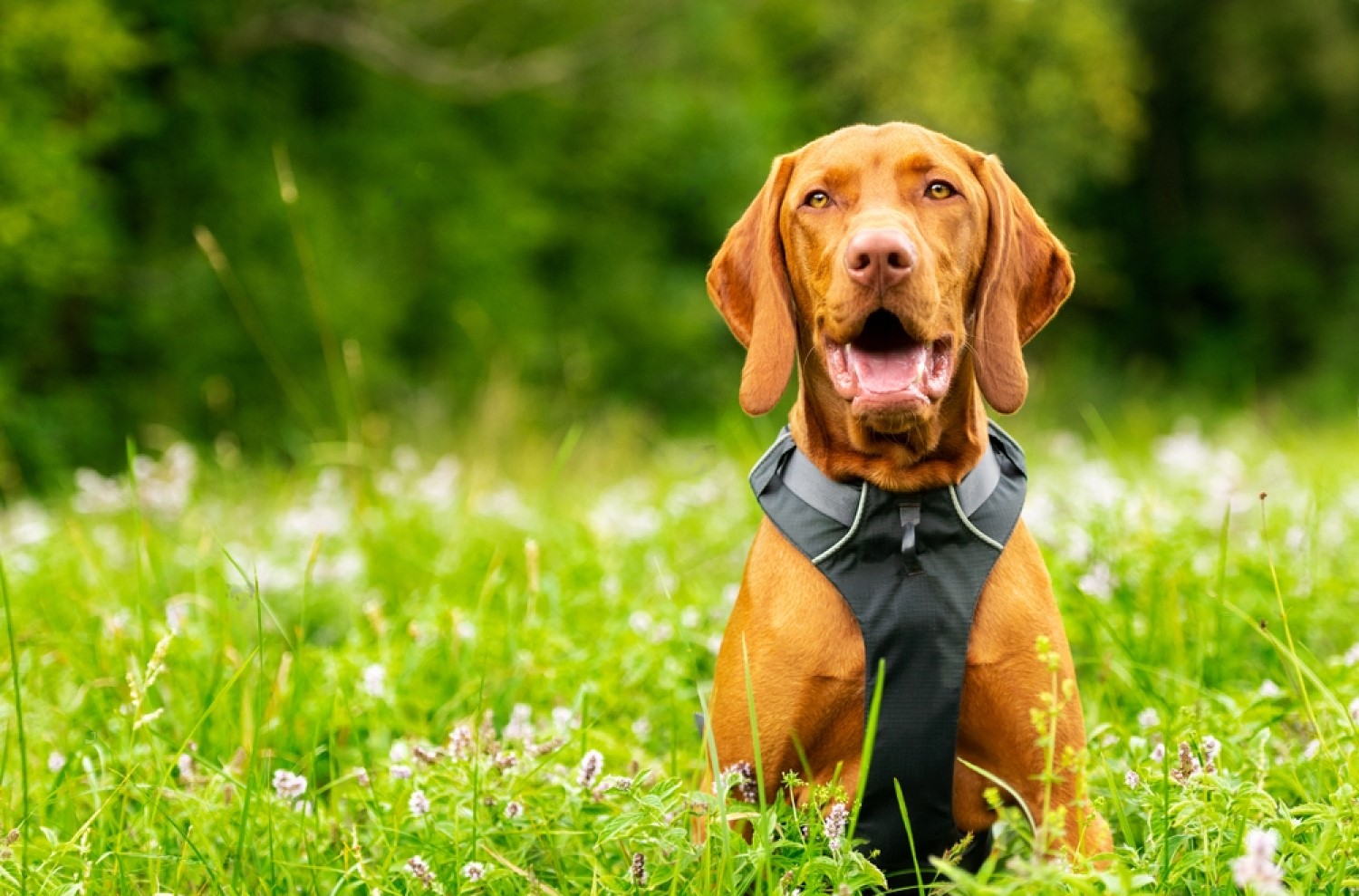 The Best Dog Harnesses for Stopping Pulling on Leash Petsmartgo