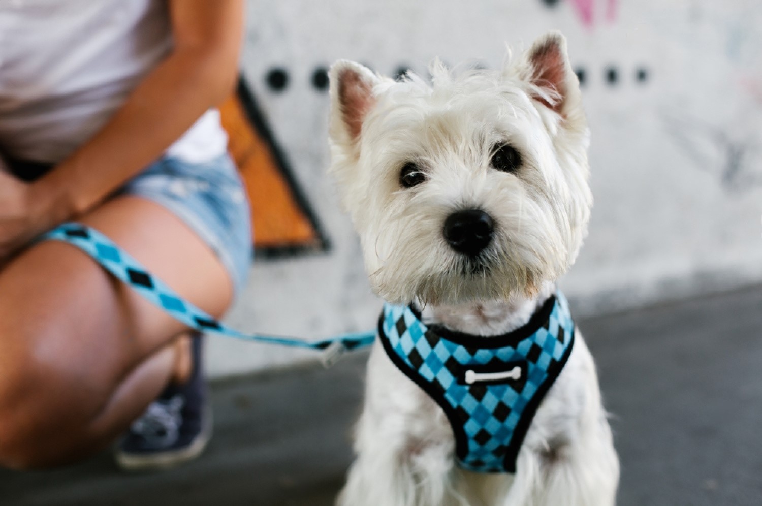 The Perfect PetSmart Dog Harness for Your Furry Friend Petsmartgo