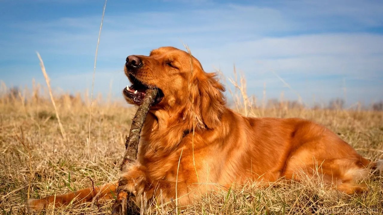 Why Do Golden Retrievers Eat Everything Petsmartgo
