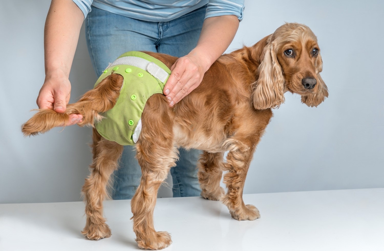 Dog Diapers PetSmart How to Find the Right Fit For Your Dog Petsmartgo