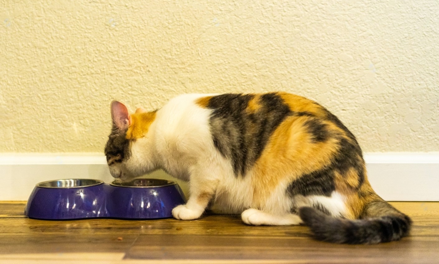 The Unique Beauty of a Dilute Calico Cat Petsmartgo