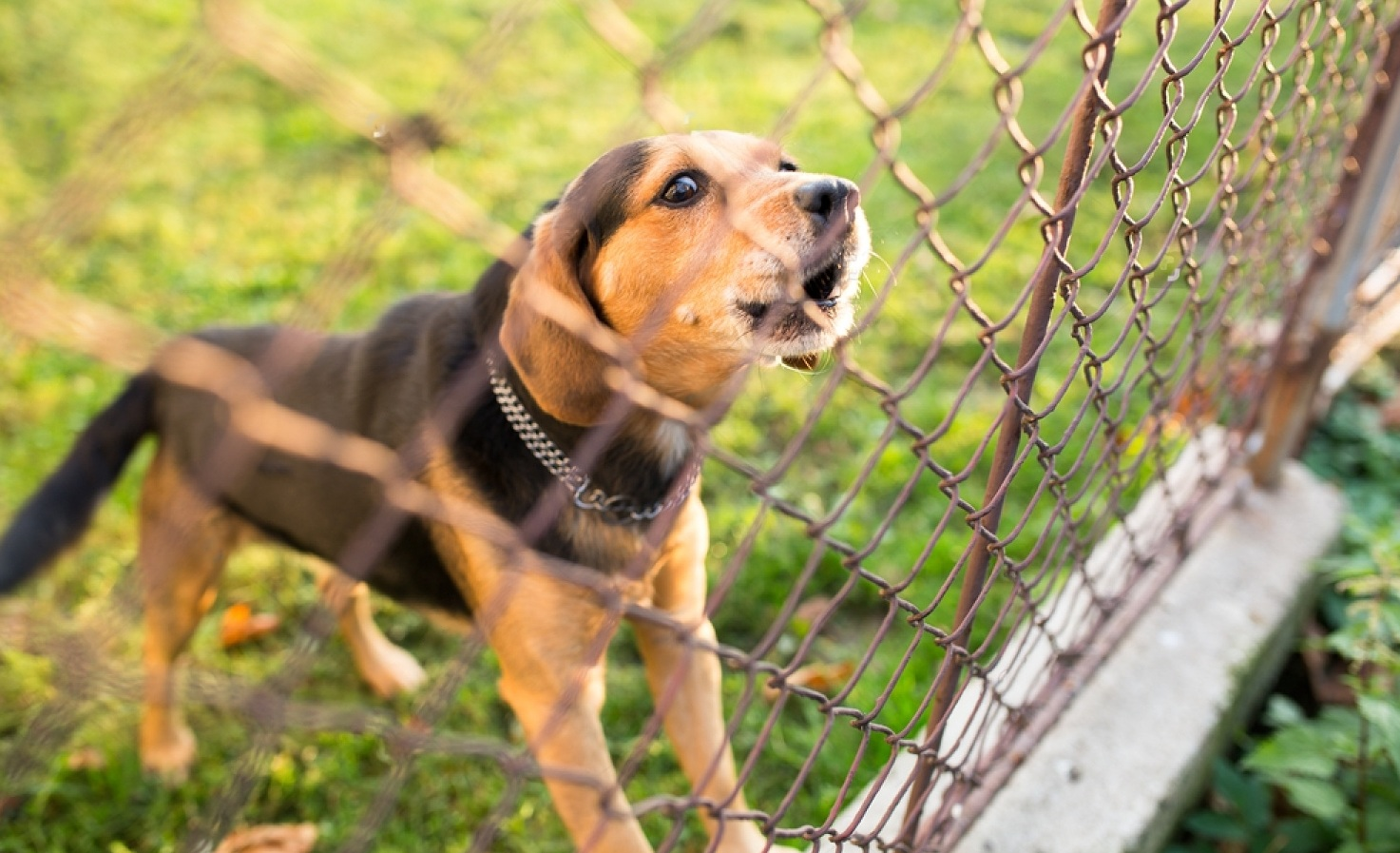 Why Does My Dog Bark So Much Petsmartgo