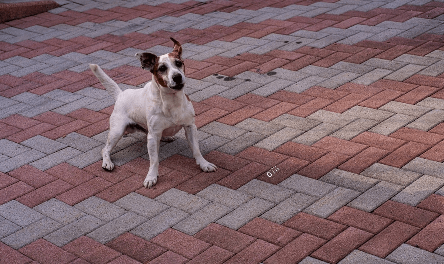 How to Treat a Dog With a Hoarse Bark? Petsmartgo