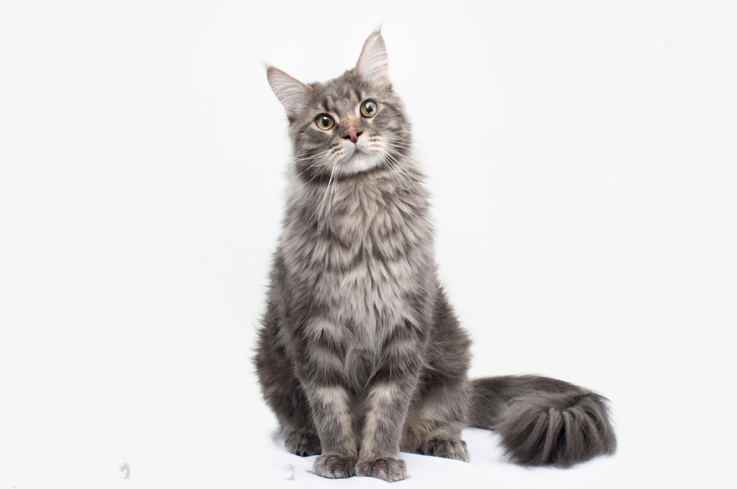 How To Dissolve Struvite Crystals In Cats Naturally Petsmartgo