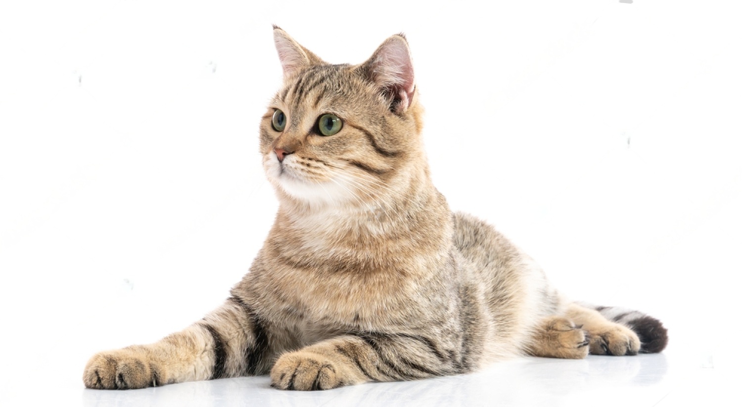 How To Dissolve Struvite Crystals In Cats Naturally Petsmartgo