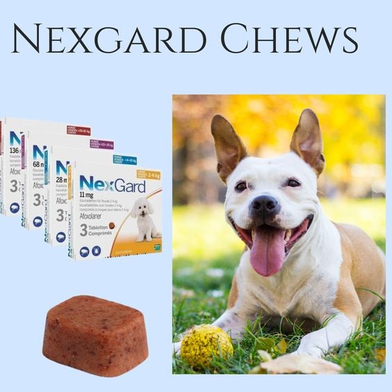 Best Flea Medicine For Dogs Without Vet Prescription Petsmartgo