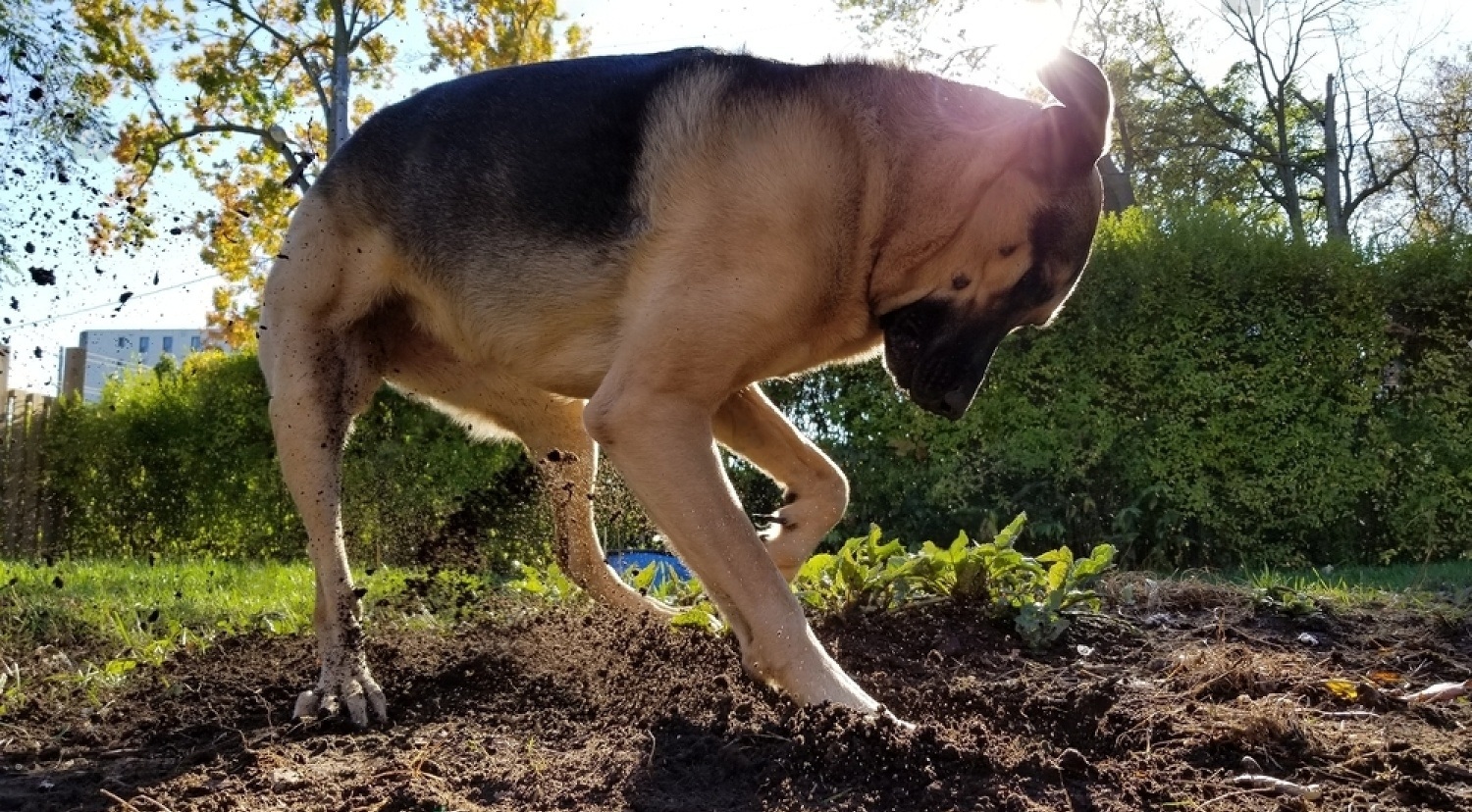 How To Stop A Dog From Digging Petsmartgo