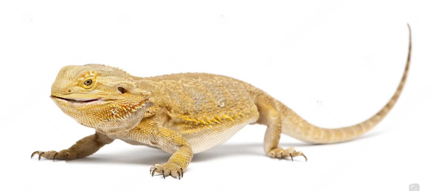 A Complete Guide to Bearded Dragon Petsmart Petsmartgo