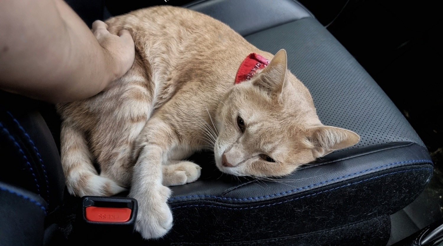 When To Euthanize A Cat With Feline Leukemia? Petsmartgo