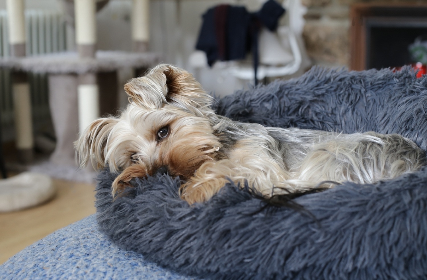 Dog Seizures When To Put Down Vet Advice! Petsmartgo