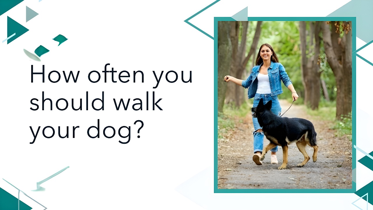 How Often Should You Walk Your Dog? Petsmartgo