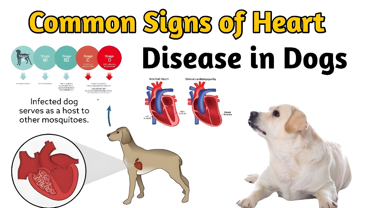 100 Signs of a Dog Dying of Heart Failure What You Need to Know