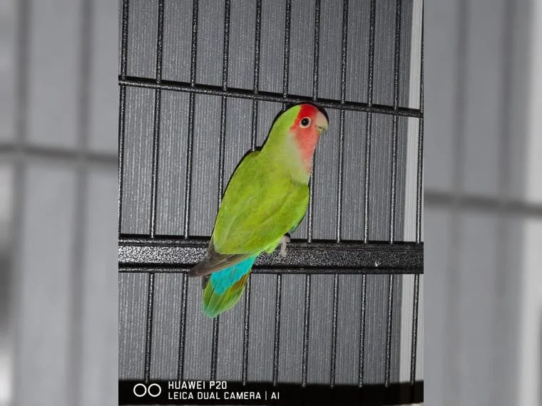 Love bird for adoption