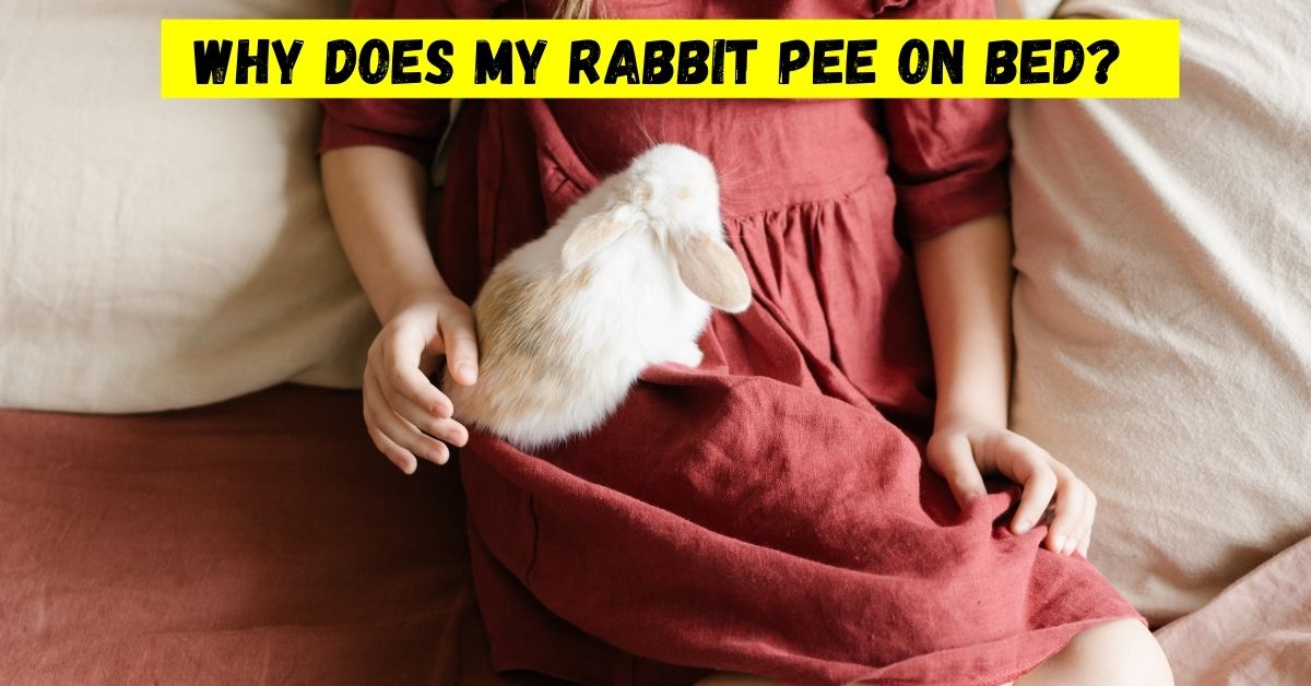 Why Does My Rabbit Pee On Bed? (Reasons & Prevention) Petsmond