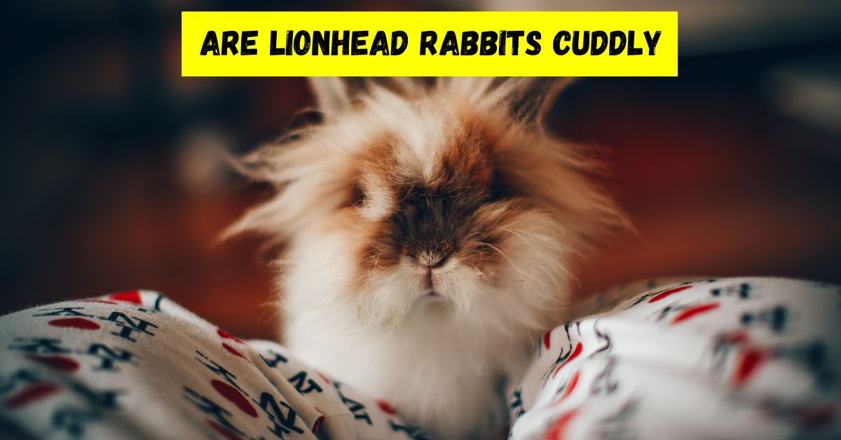 Are Lionhead Rabbits Cuddly (From My 10+ Years Of Experience)
