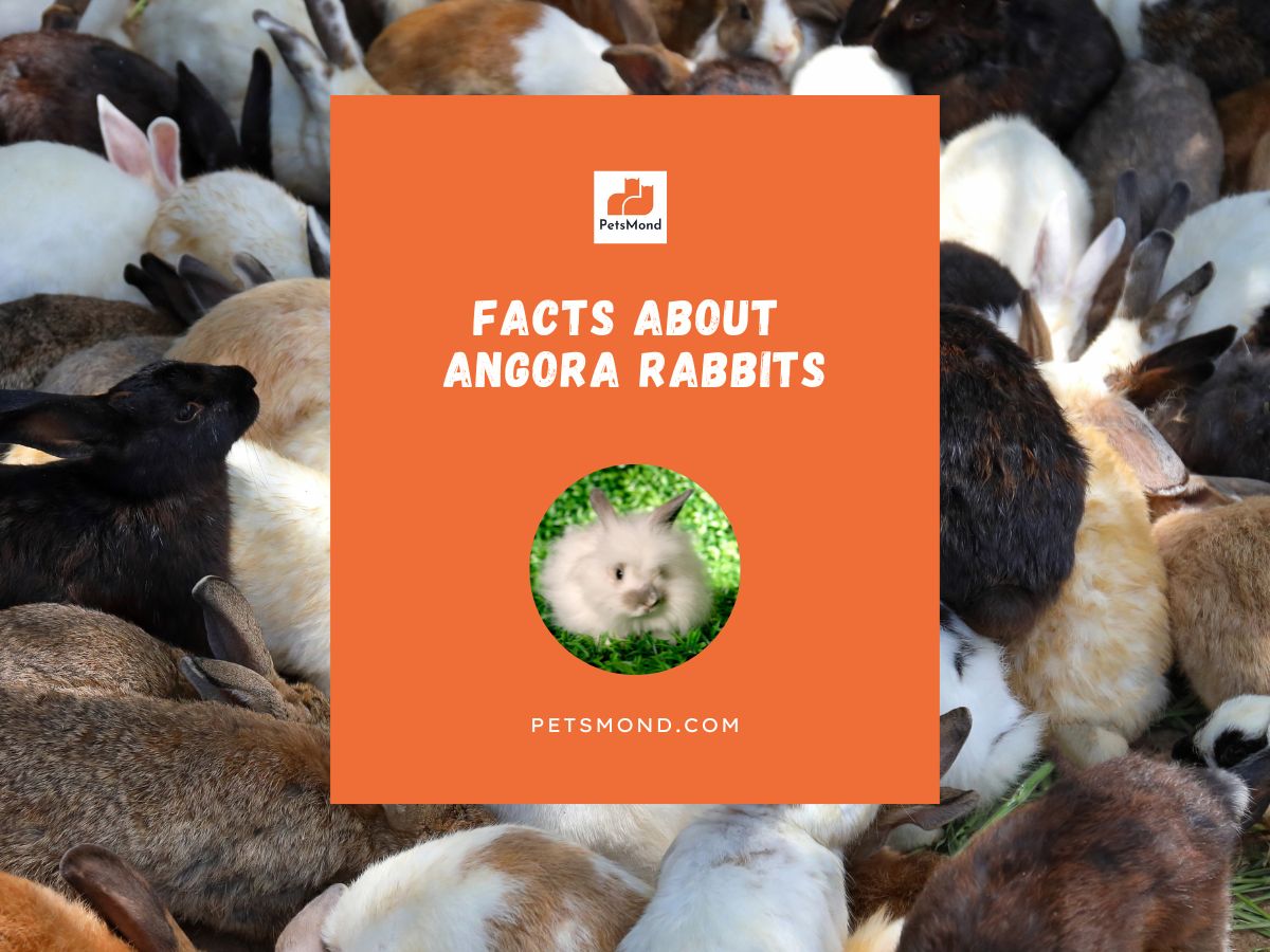 13 Facts About Angora Rabbits (That Can Impress You) Petsmond