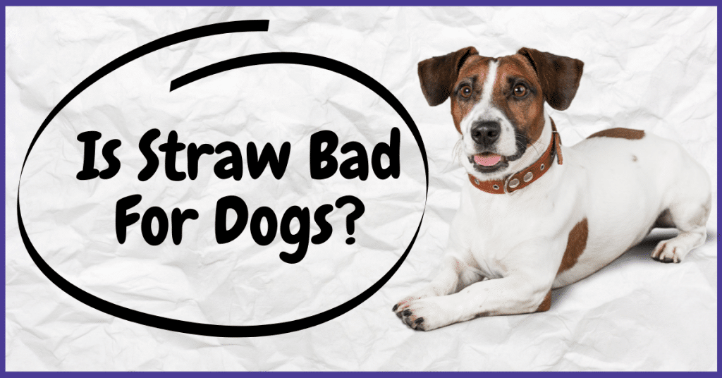Is Straw Bad For Dogs? Hay Vs Straw » Pet Smush