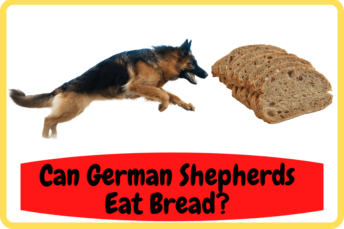 Can German Shepherds Eat Bread? » Pet Smush