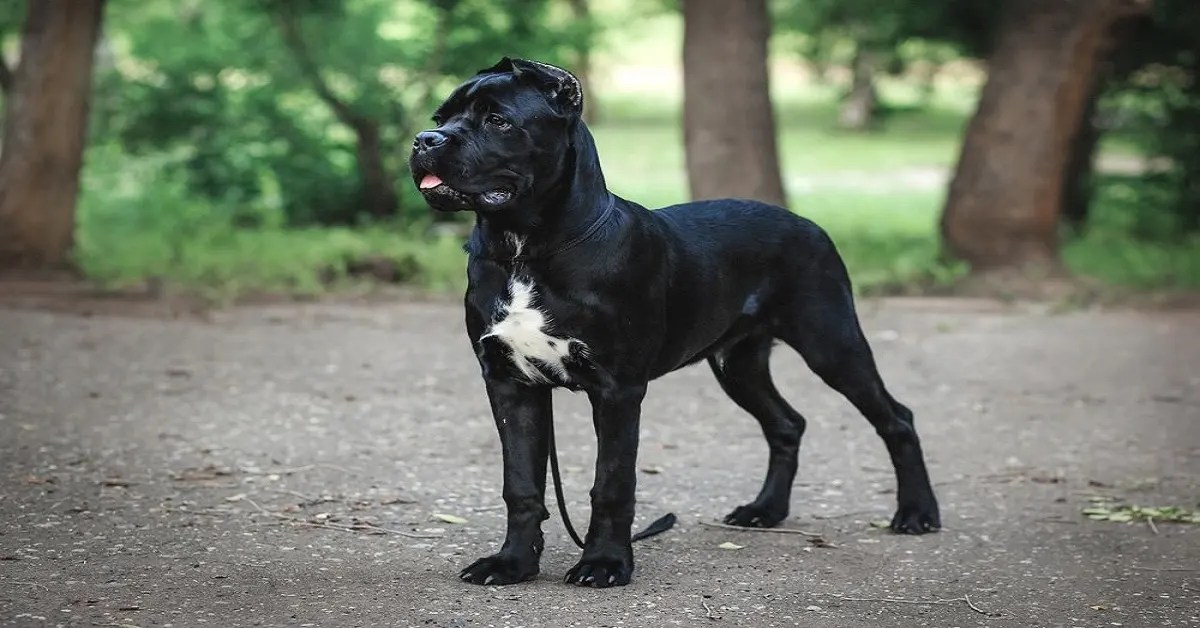 Cane Corso Bite Force How Powerful Are Their Jaws? PETSNOCK