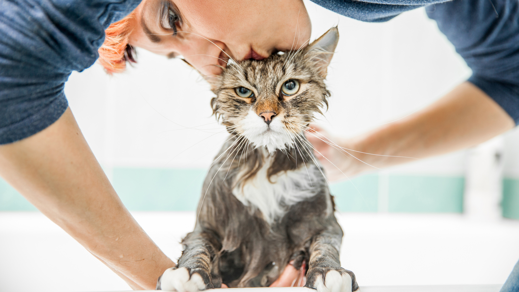 How to Bathe Cats PetsNotebook