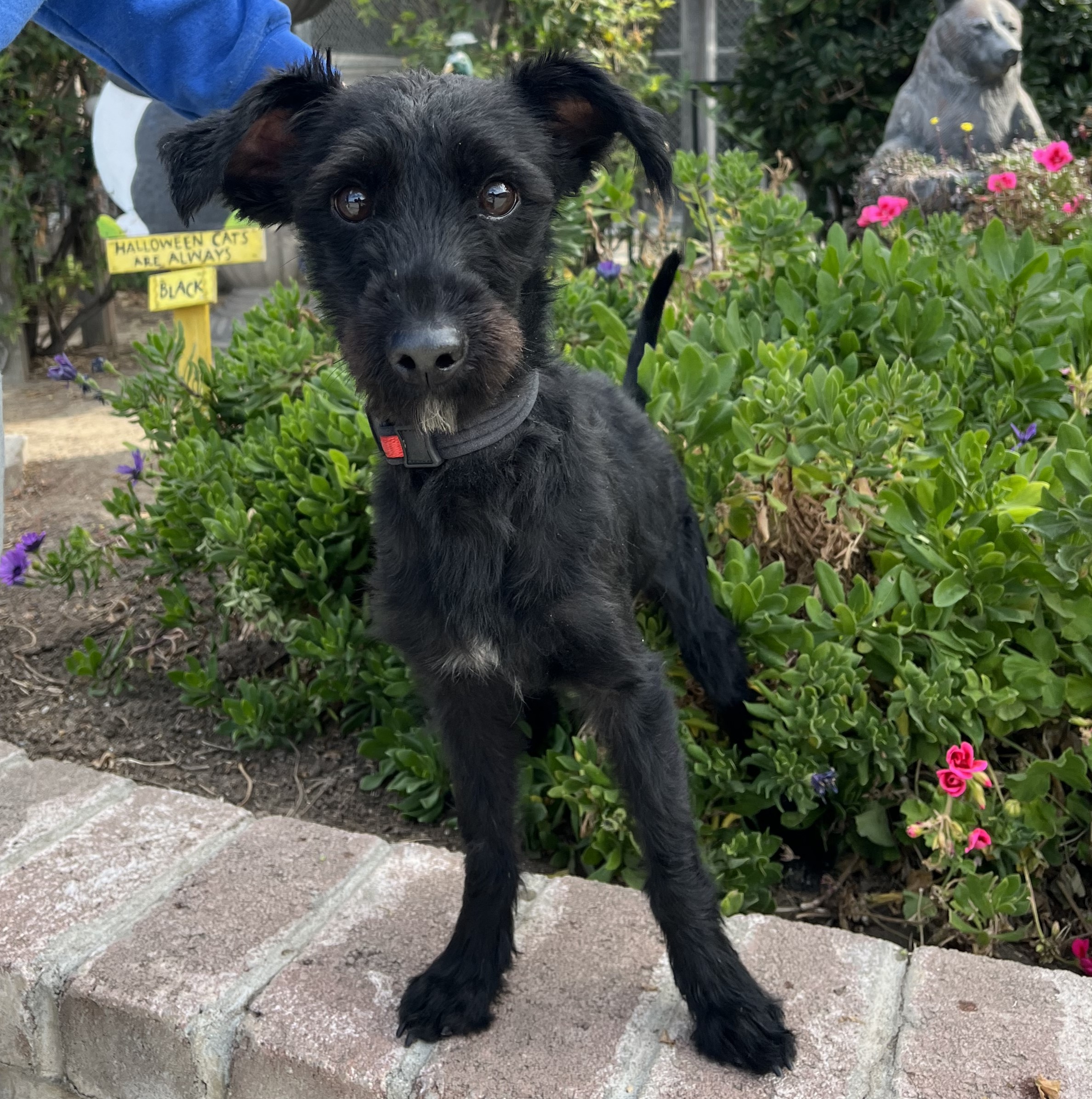 Tucker Pets and Pals Animal Shelter