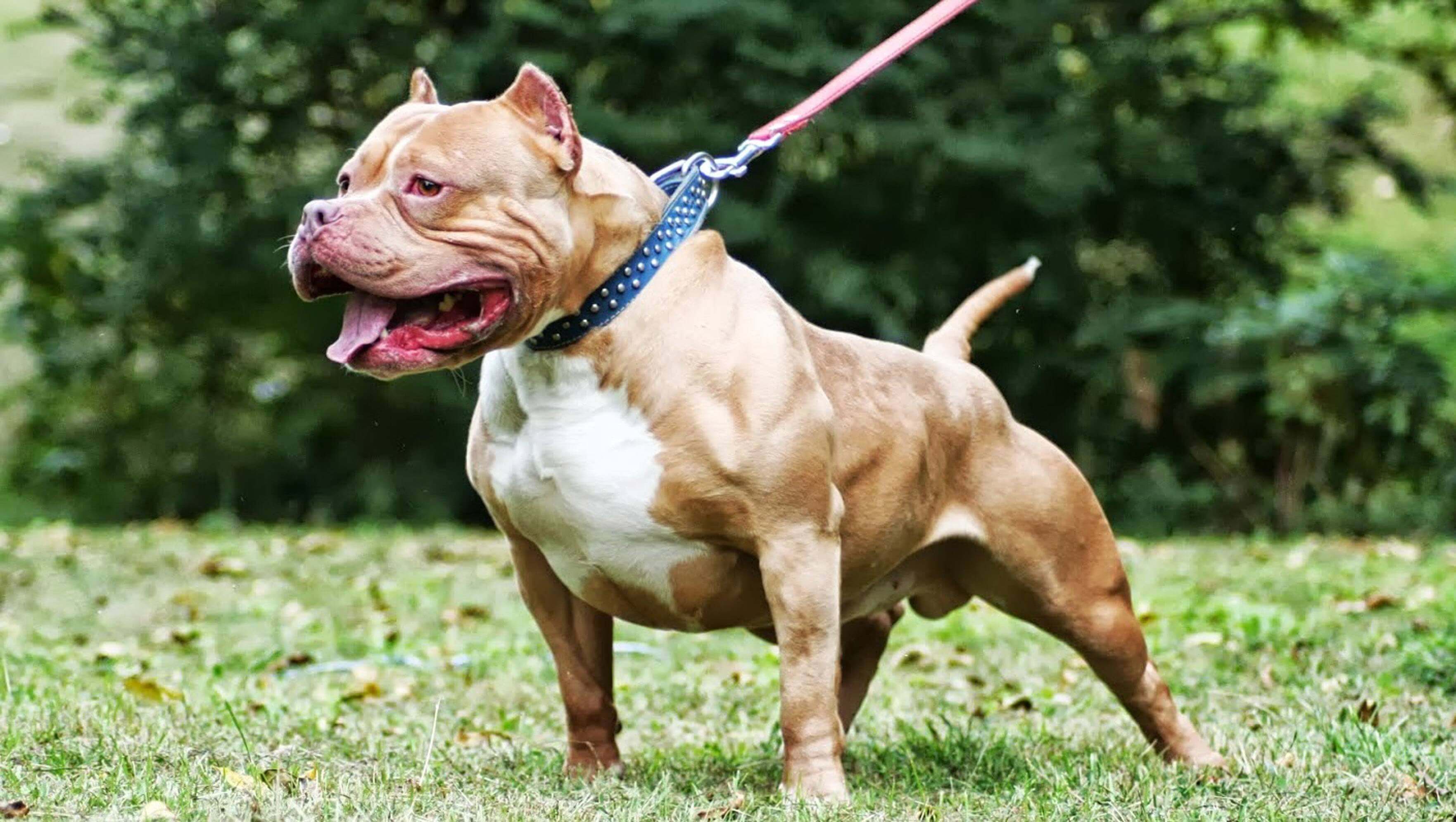 Muscular Dog Breeds Strong as well as Attractive Pets Nurturing