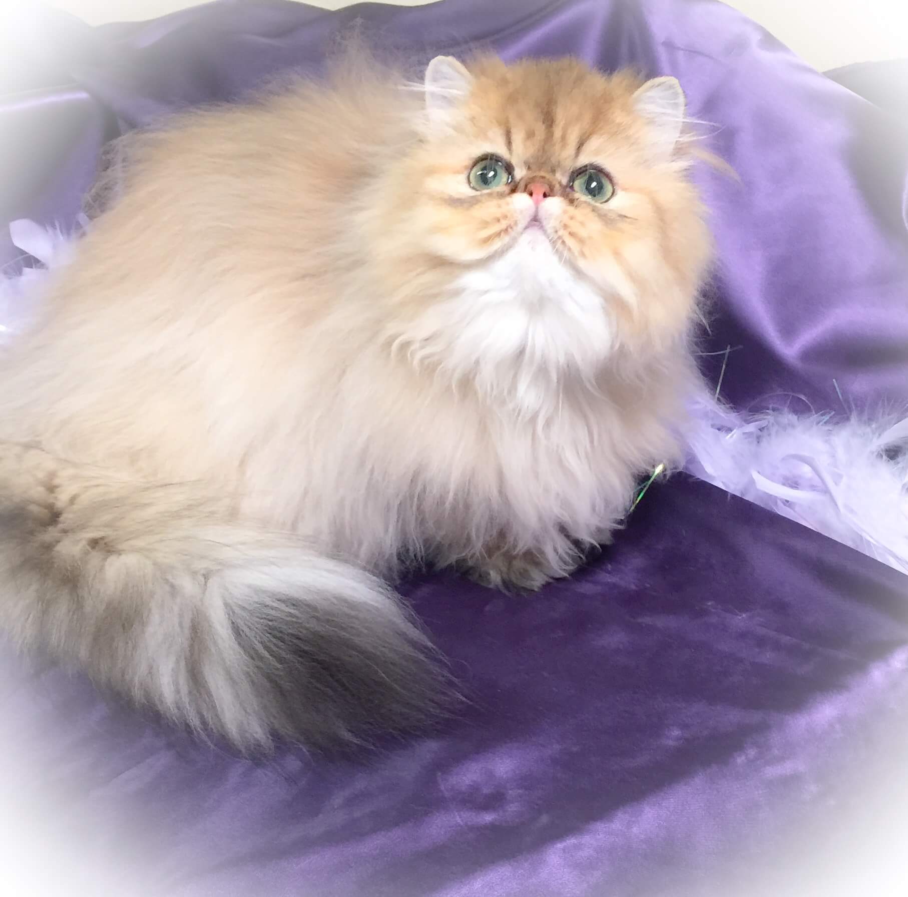 Persian Cats Breeds Temperament, Health, Types & More