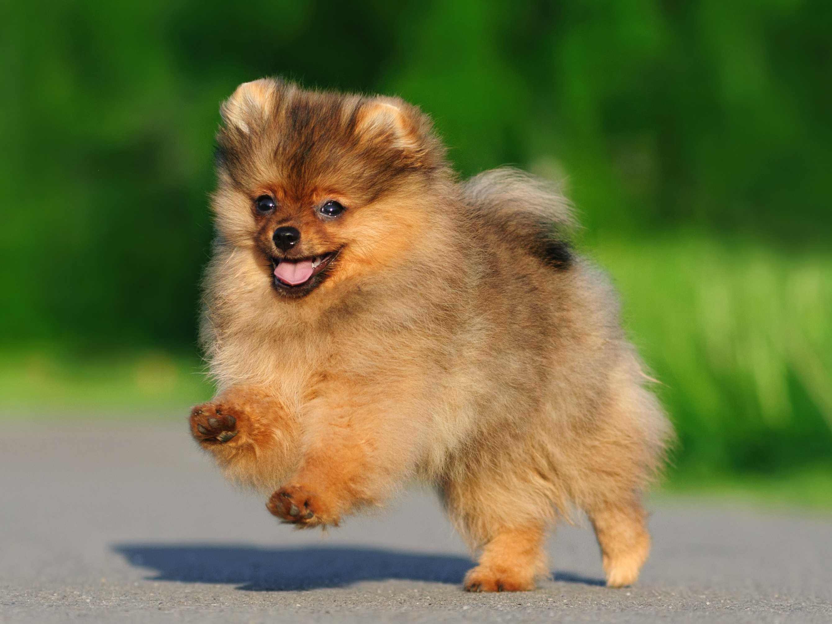 Pomchi Breed Size, Color, Life, Health Issues, Training
