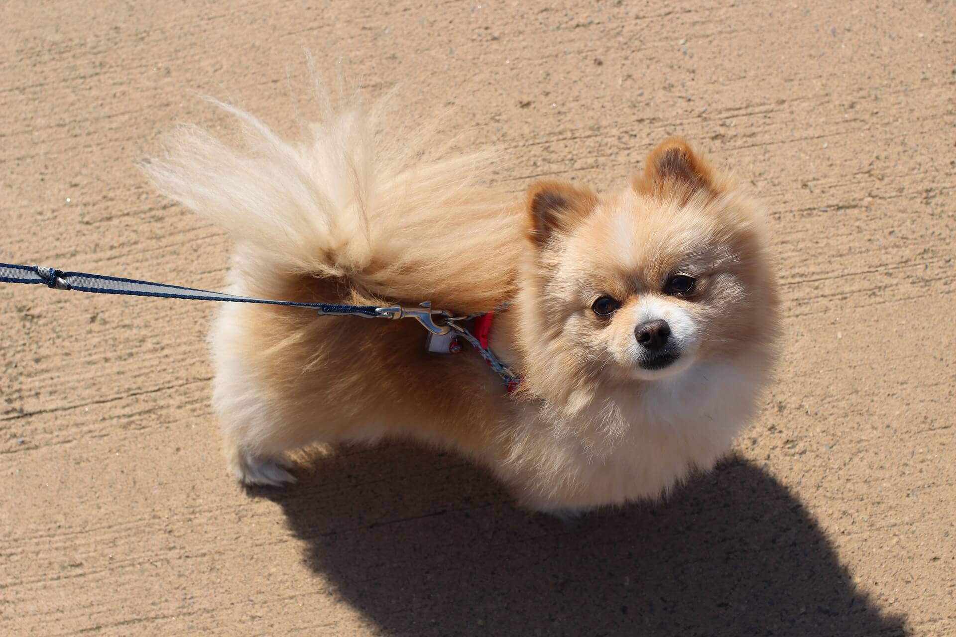 Pomchi Breed Size, Color, Life, Health Issues, Training