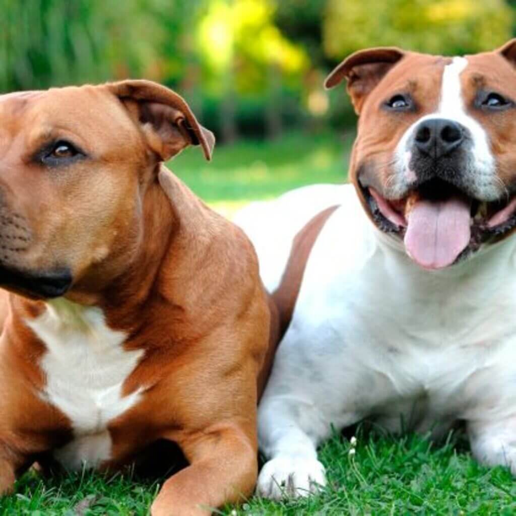 Facts of American Staffordshire Terrier Pets Nurturing