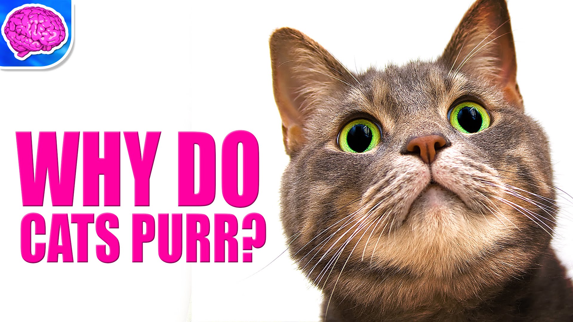 Have You Ever Heard About Why do cats purr? Pets Nurturing