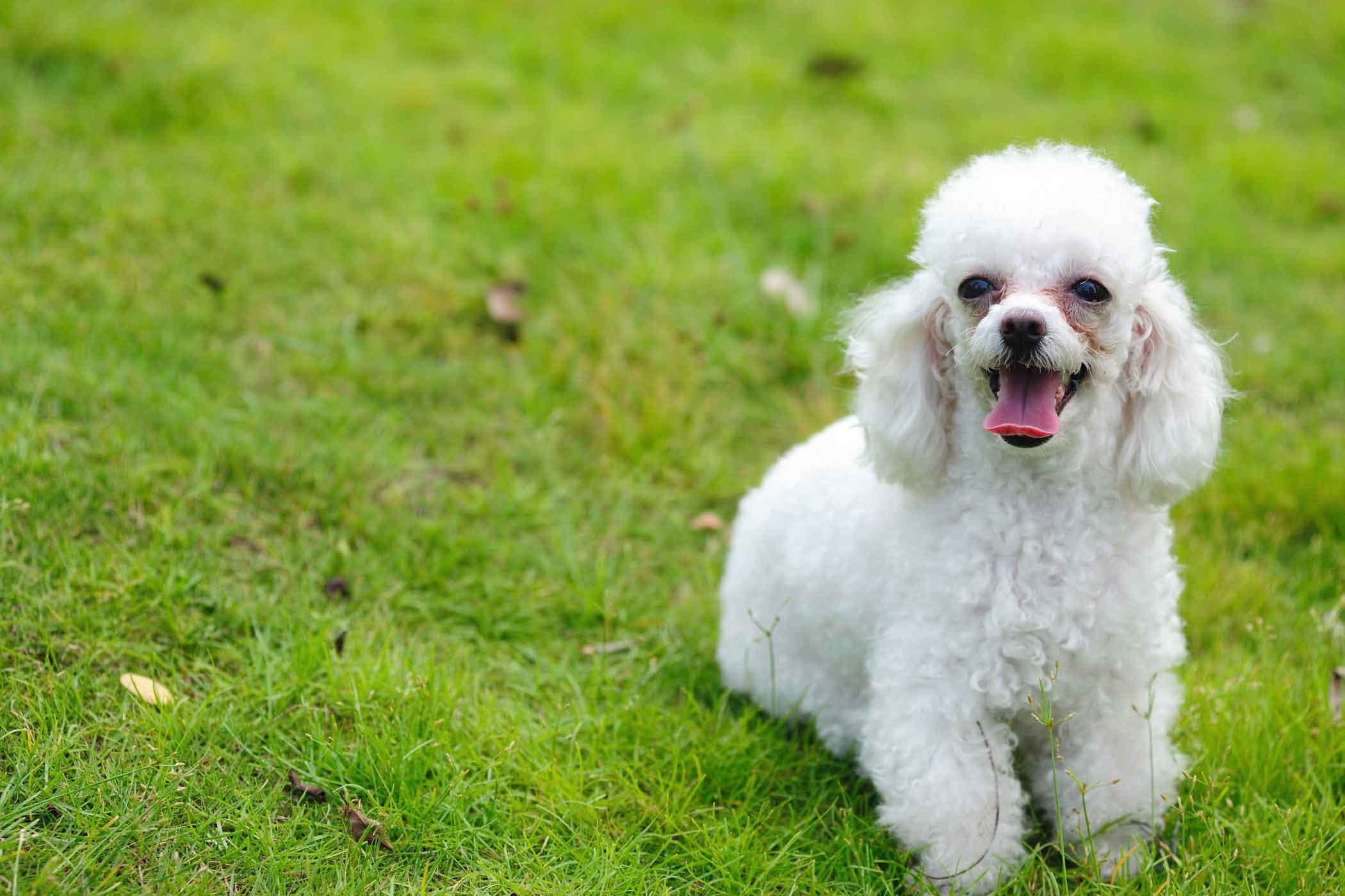 Poodle Dog Get Most Amazing Facts About It Pets Nurturing