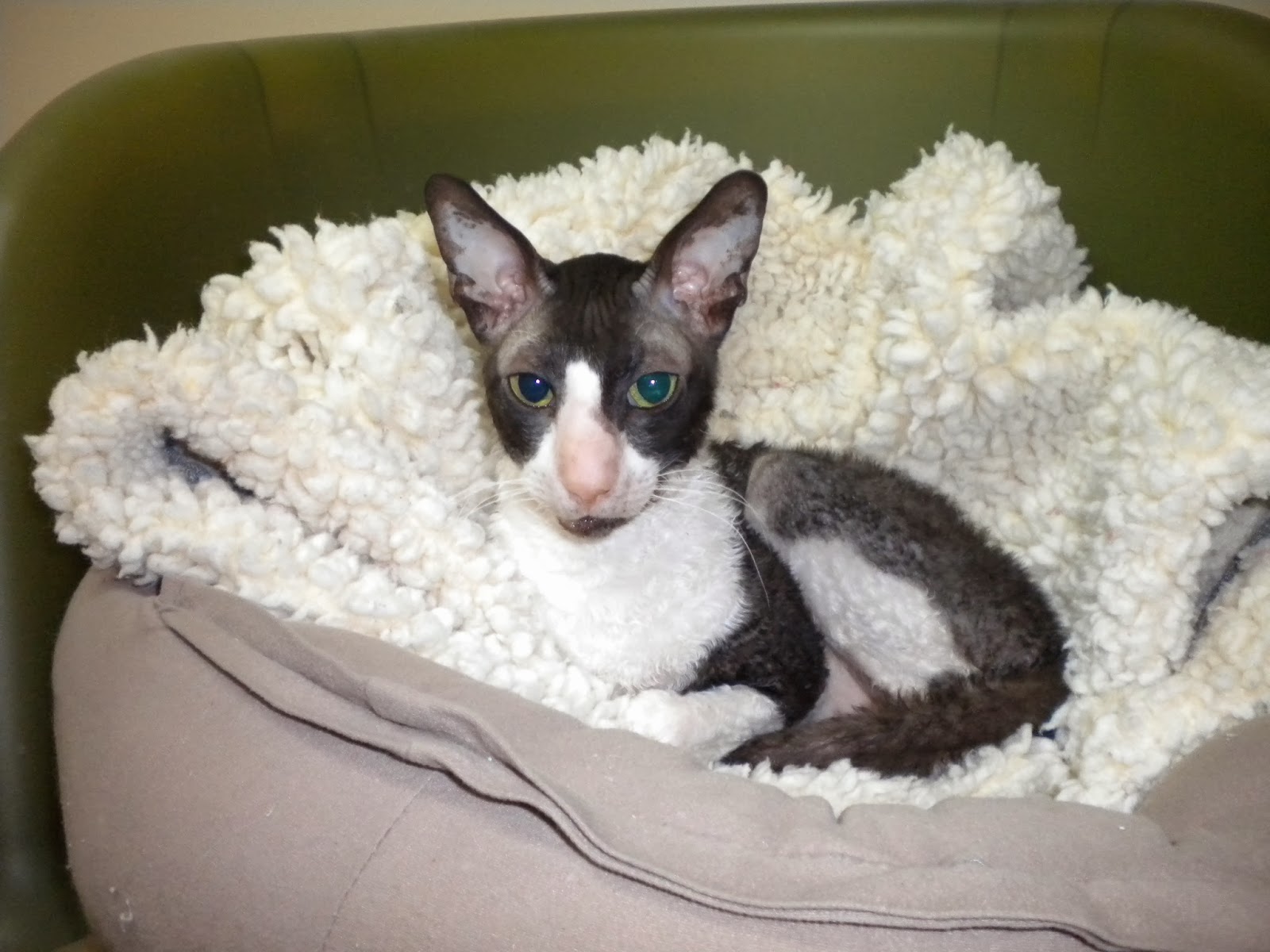 All You Need To Know About CoAll You Need To Know About Cornish Rex Cat