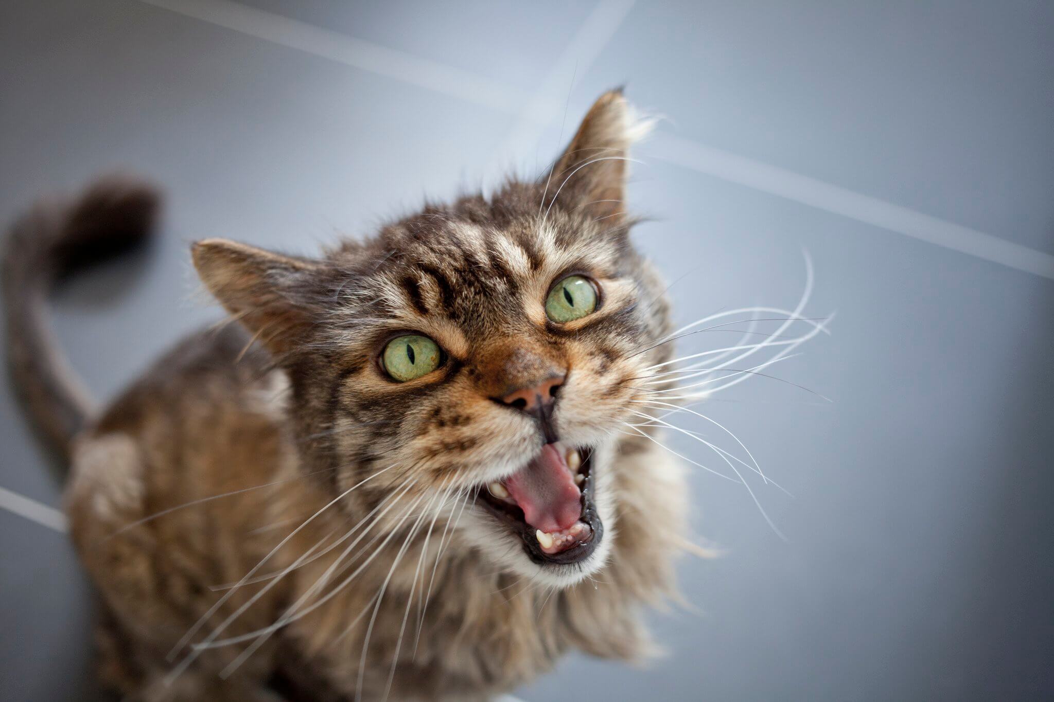 Facts of the cat meowing at night Pets Nurturing