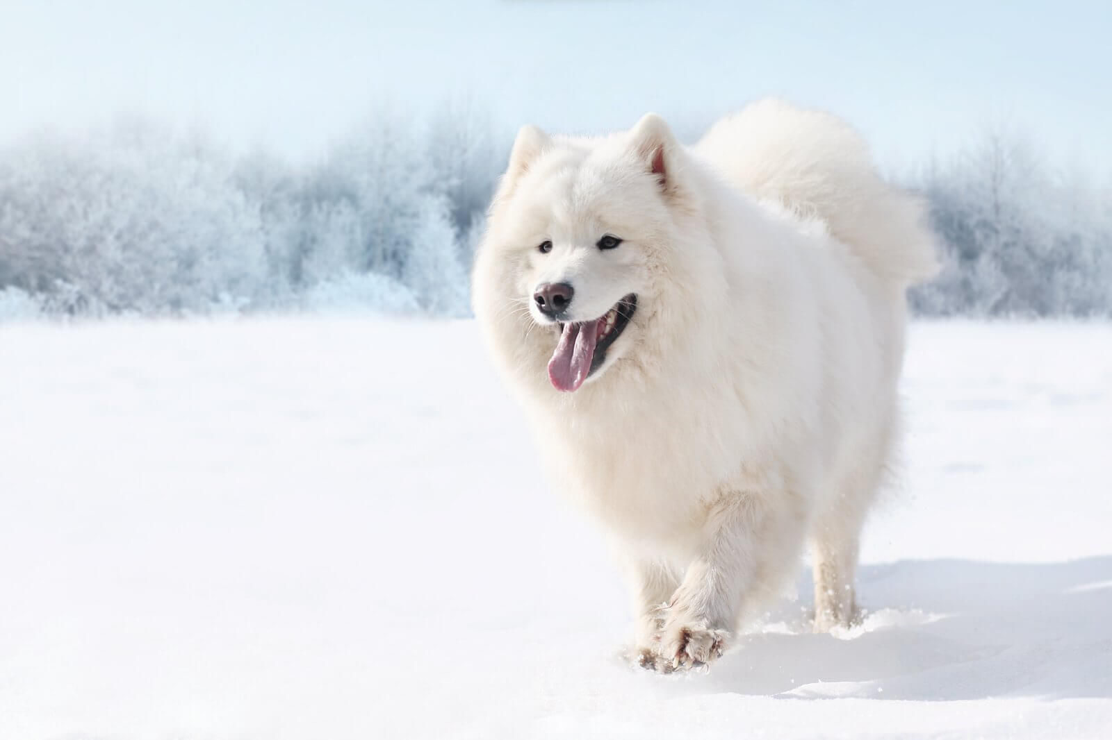 Top Five Snow Dog Breeds That You Can Adopt In Case You
