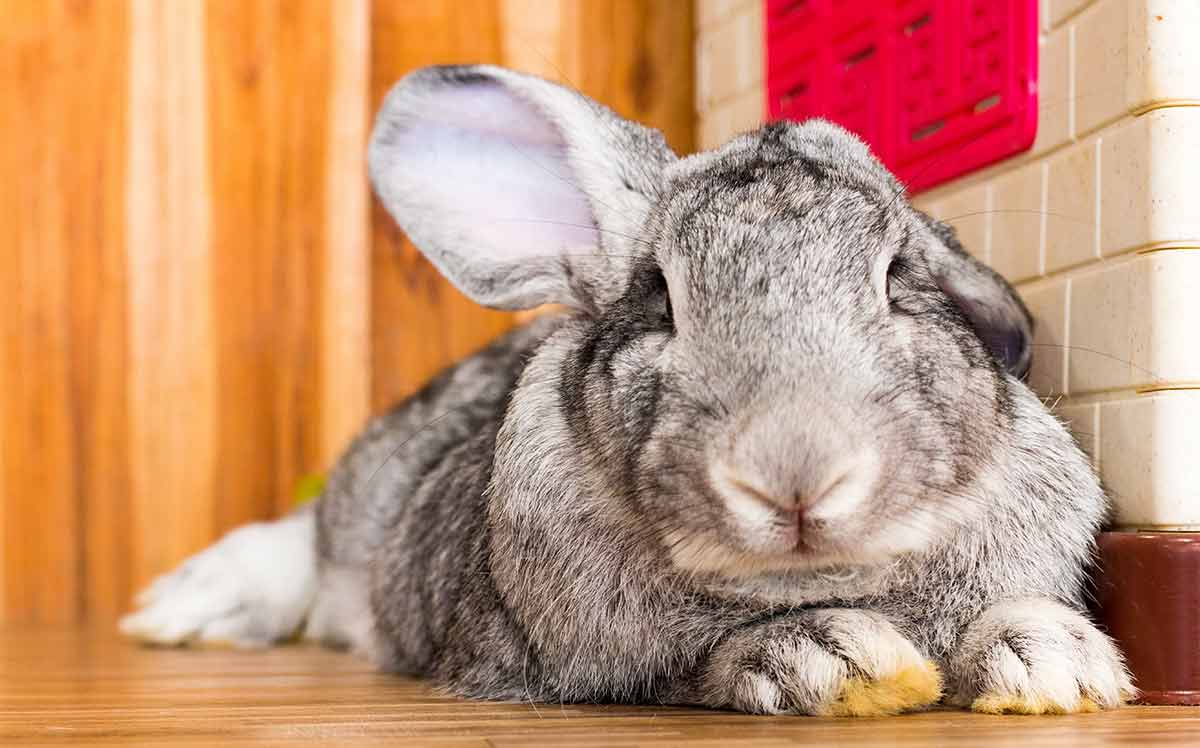 6 Facts Know About Continental Giant Rabbit Pets Nurturing