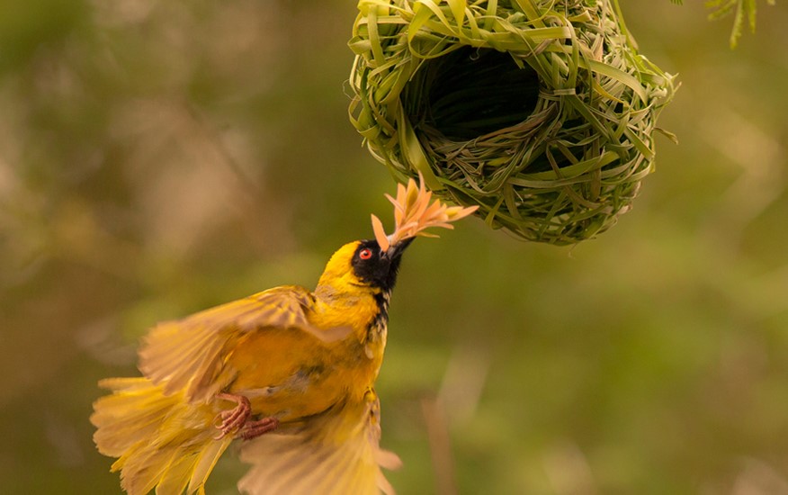 The Ultimate Guide To Types Of Bird Nests Pets Nurturing