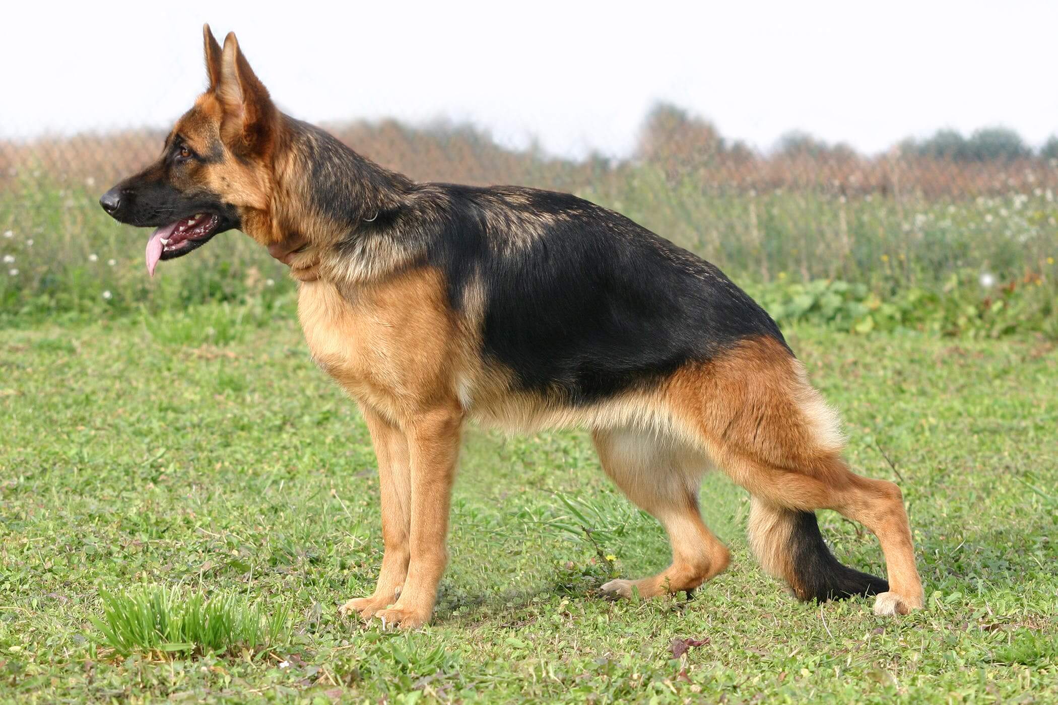 Health Problems Which Are Often Mistaken As Hemorrhoids In Dogs Pets