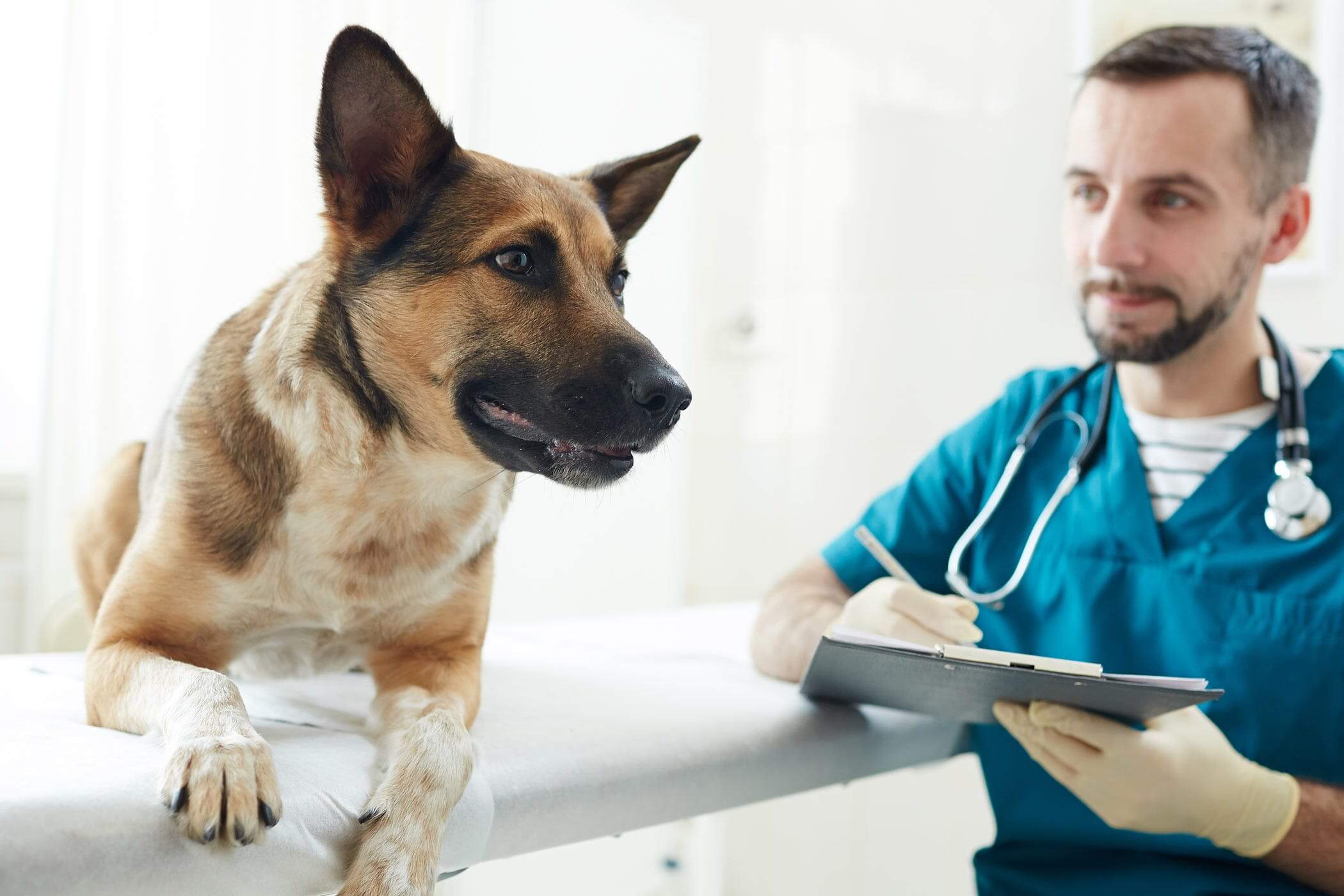 Health Problems Which Are Often Mistaken As Hemorrhoids In Dogs Pets