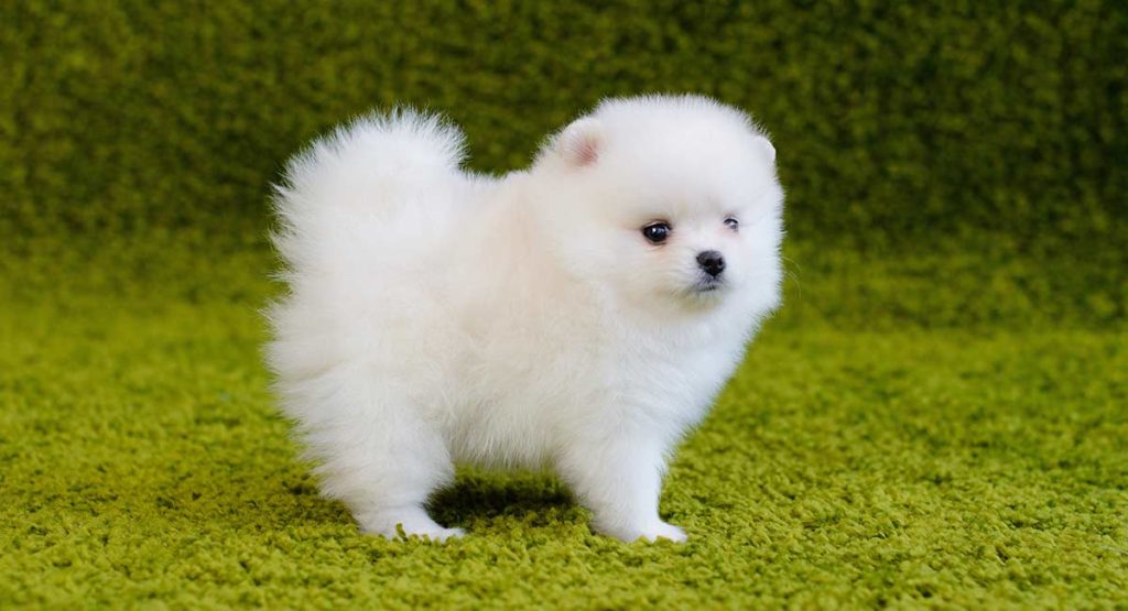 All You Need To Know About The Poms Pets Nurturing