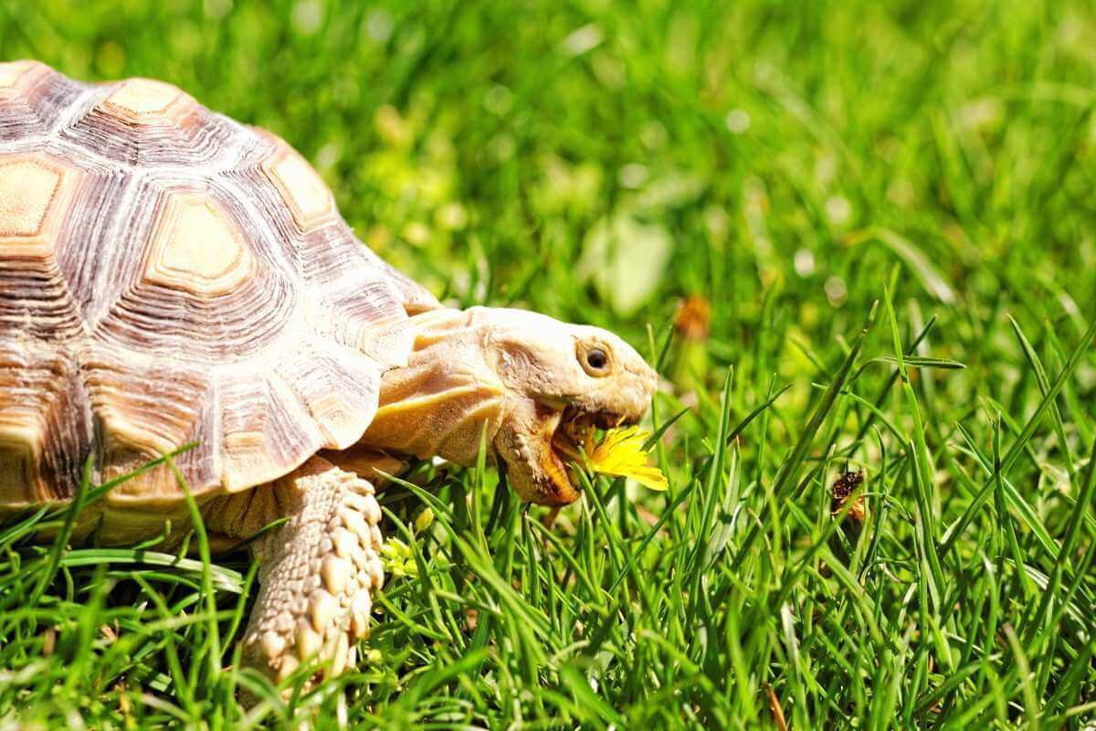 What are the Key Differences Between Turtle And Tortoise?